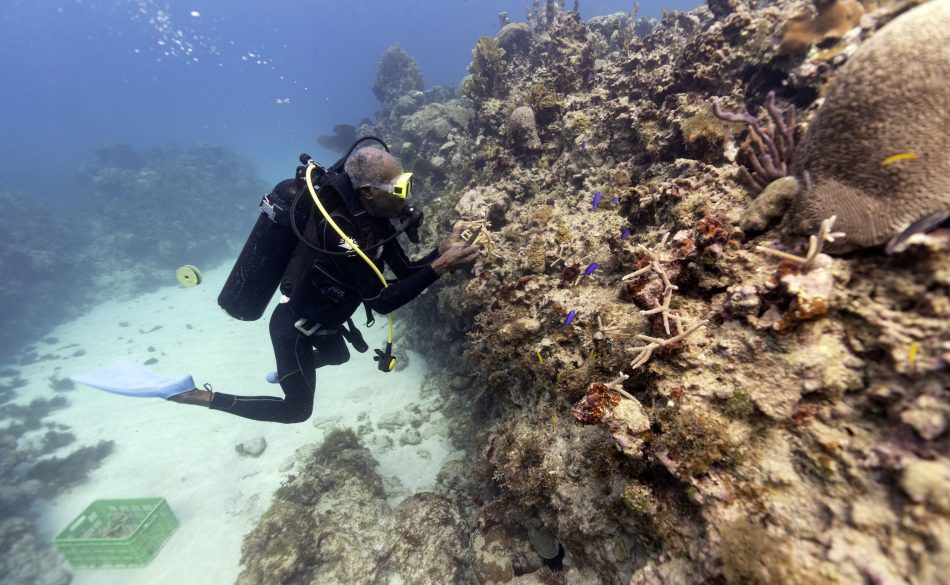 Coral gardeners are breathing life back into Jamaica’s reefs