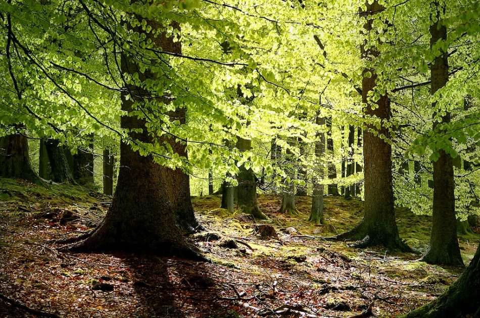 Danish people donate nearly $3 million in first-ever climate telethon