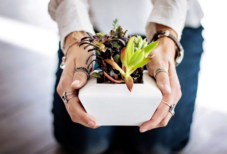 Doctors are prescribing houseplants as treatment for depression and anxiety