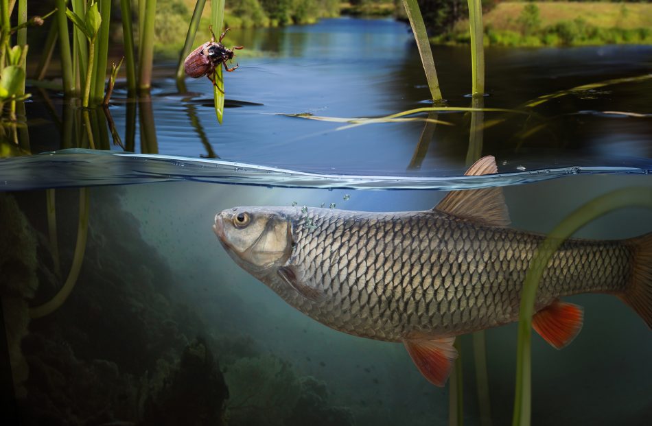 For native fish populations, a robot invasion may be a good thing