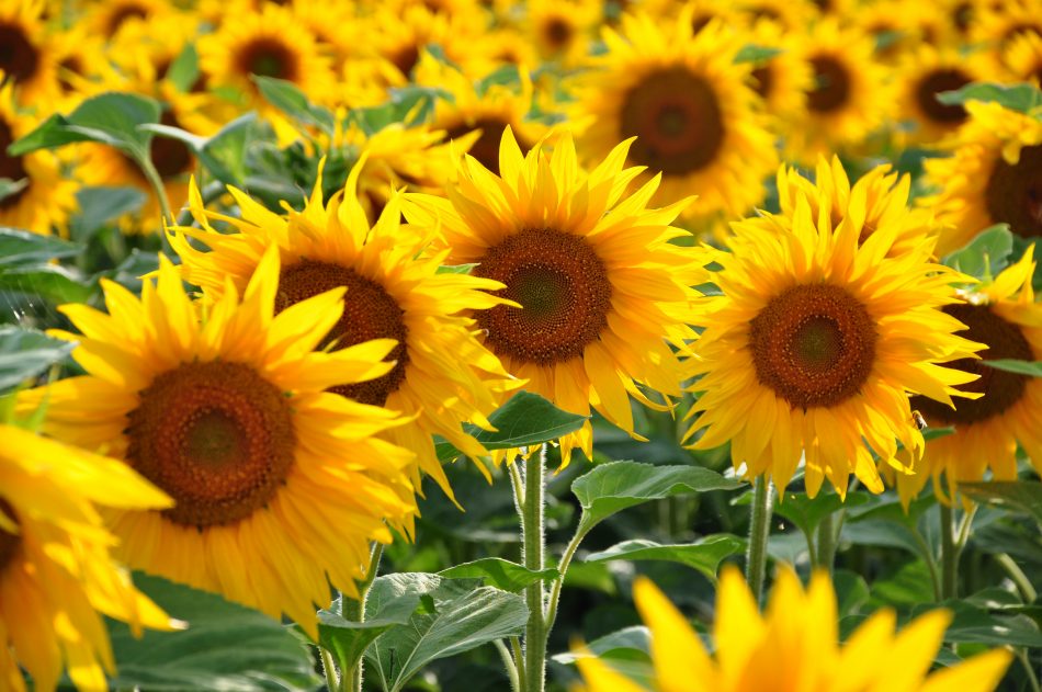 For patches of sunflower plants, sharing is caring