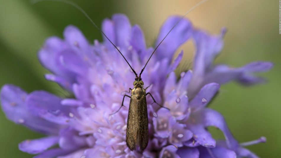 Germany prepares ambitious action plan to protect its declining bug populations