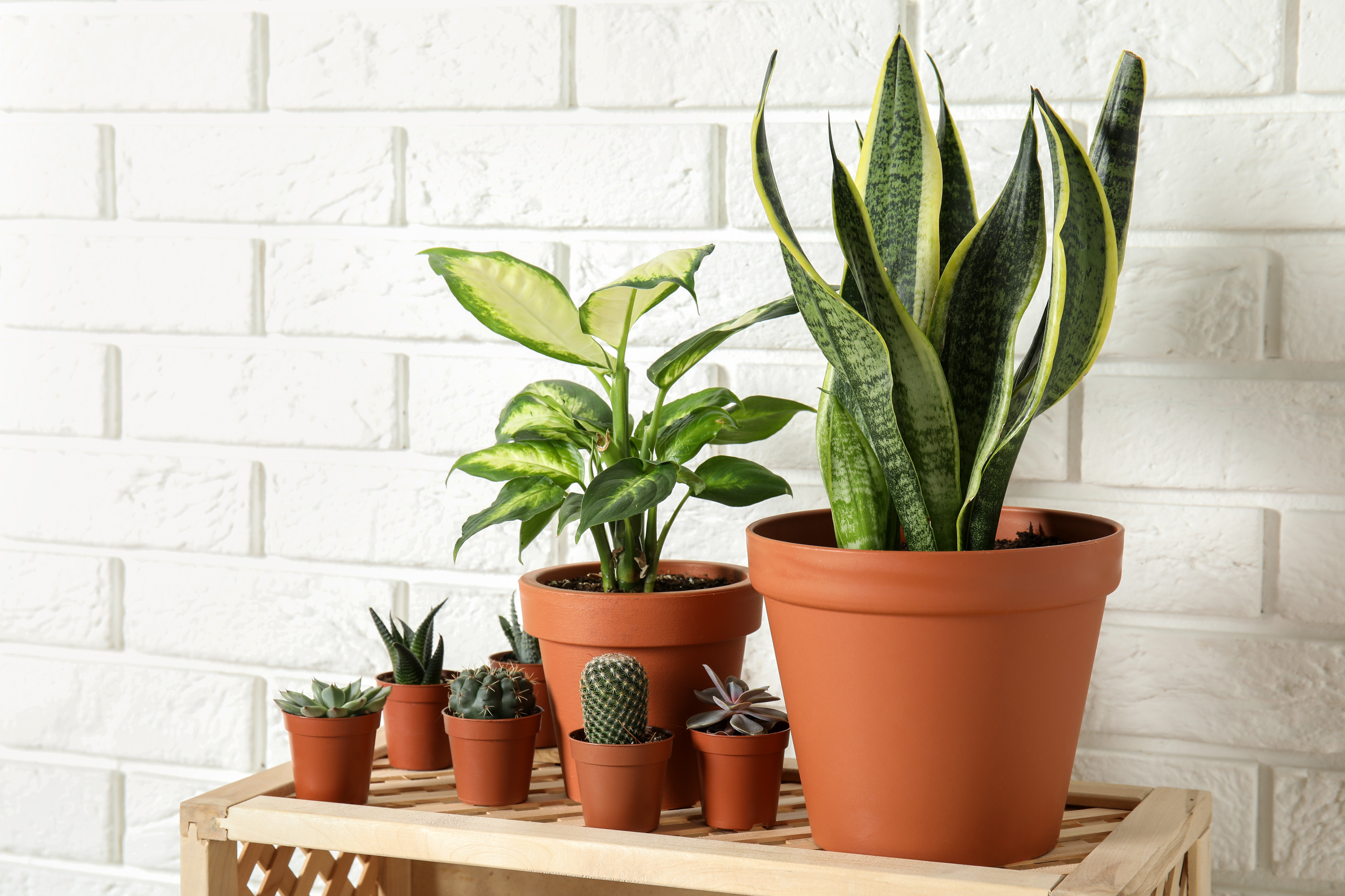 Houseplants are the most beautiful indoor air pollution solution