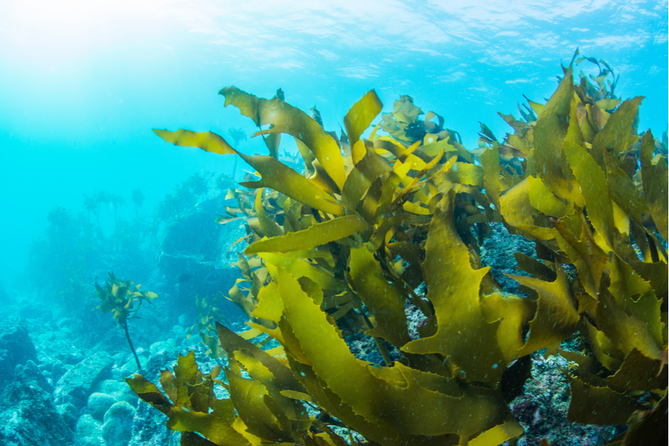 How seaweed forests can be a massive tool against climate collapse