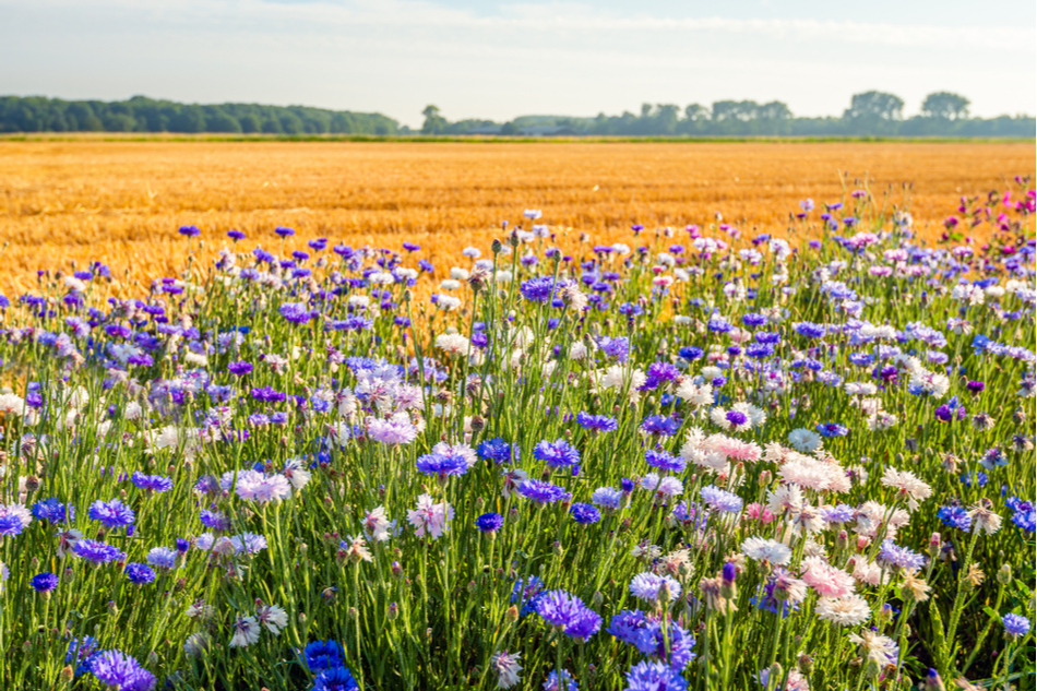 How soil restoration will play a critical role in the future of global food systems