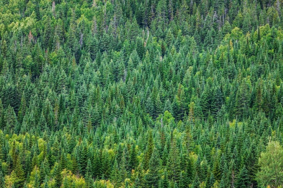 Ireland is looking to plant nearly half a billion trees to fight climate change