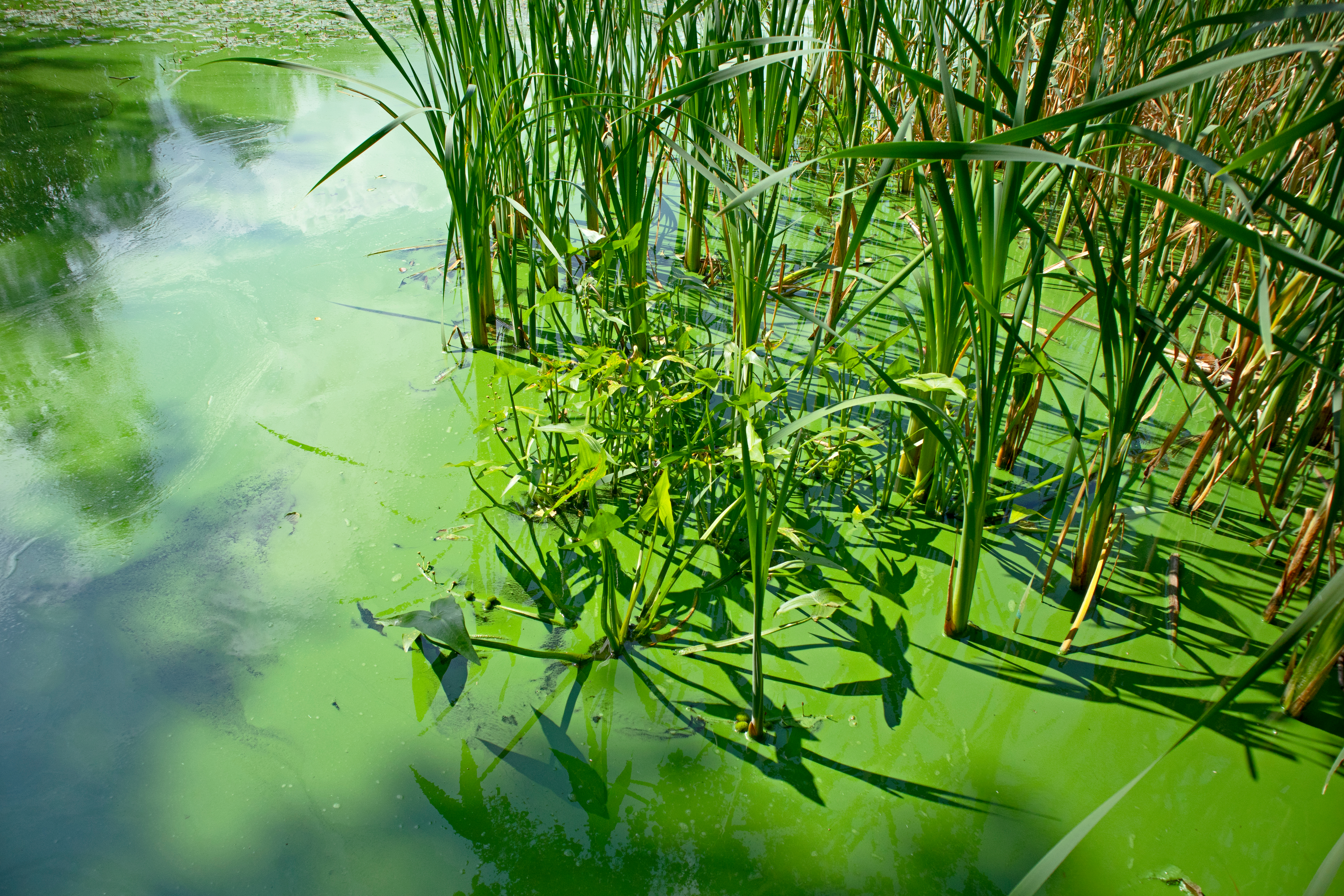 More legal rights could mean less deadly algae for Lake Erie