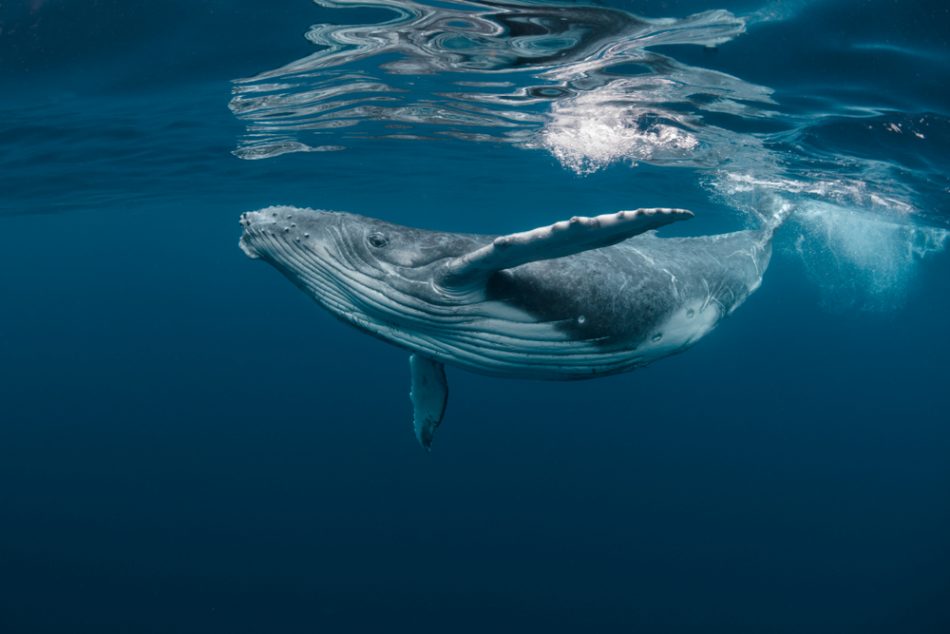 New York Harbor sees whale populations rebound due to cleaner waters