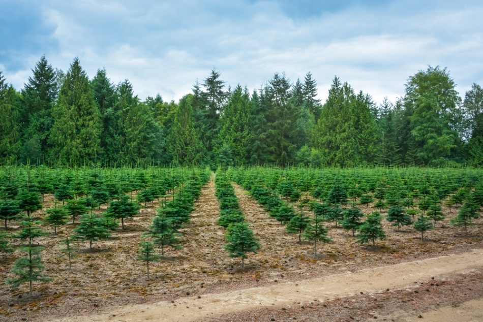 Outdoor apparel company Timberland will plant 50m trees in the next five years