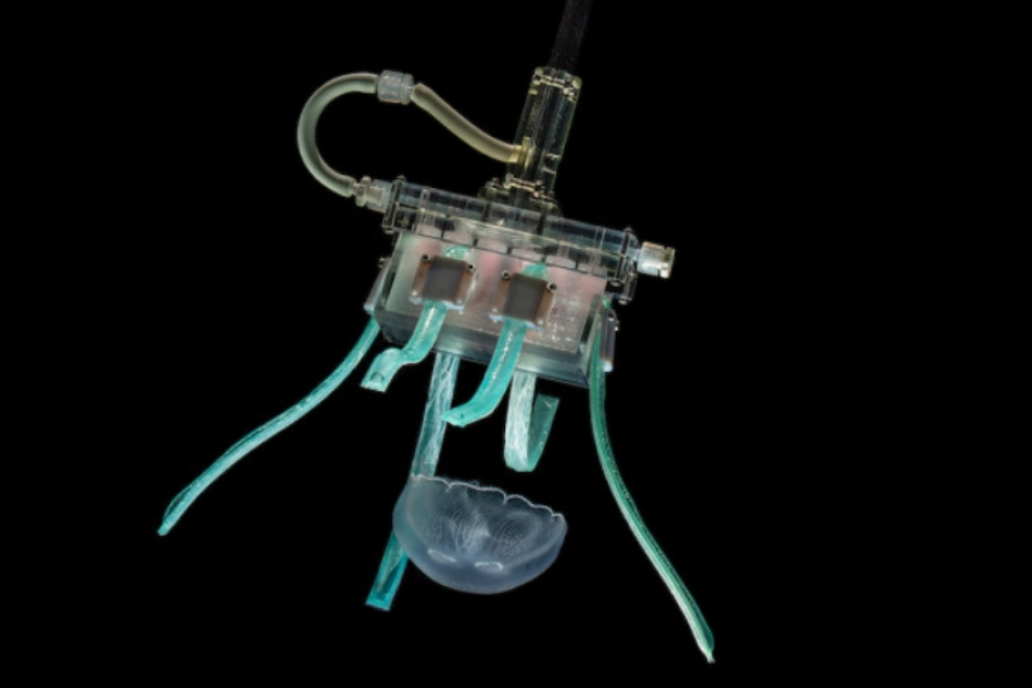 Robotic hand helps biologists study the ocean’s most delicate deep-water dwellers