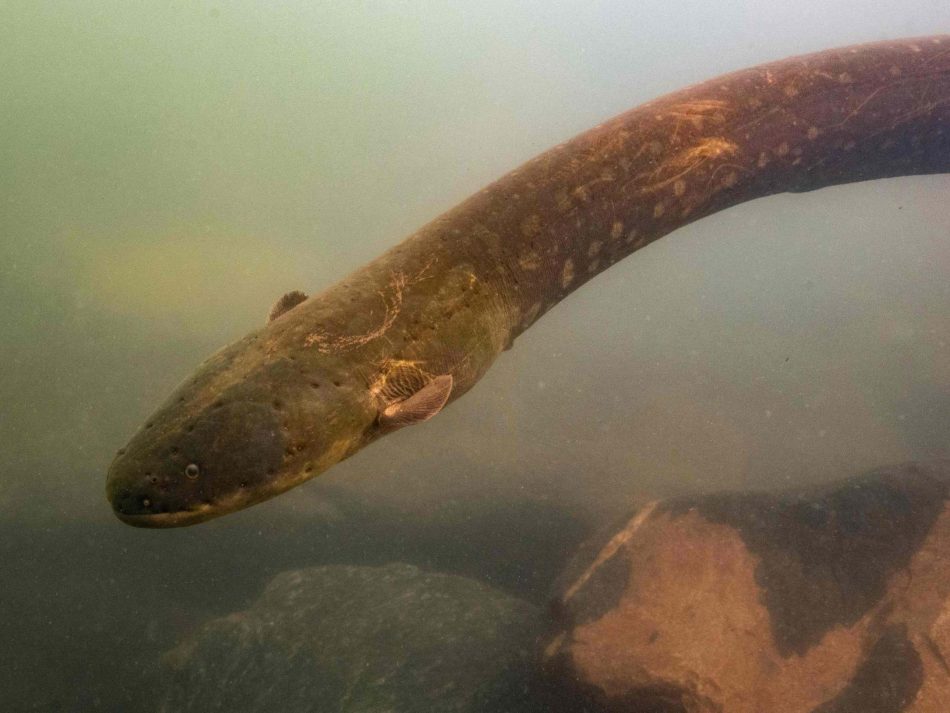 Scientists just discovered the world’s most powerful electric eel in the Amazon