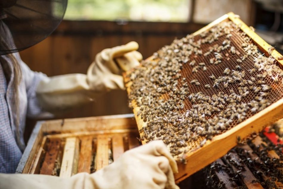 Social enterprise allows families in Zambia to make a living by harvesting honey