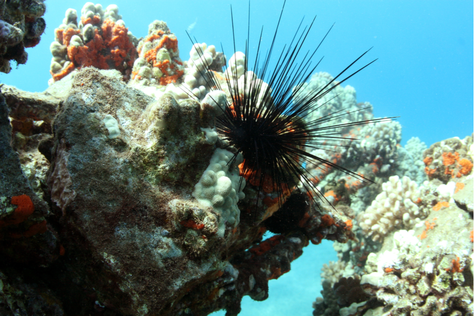 Spiny sea friends help treat Hawaii’s smothered coral reefs