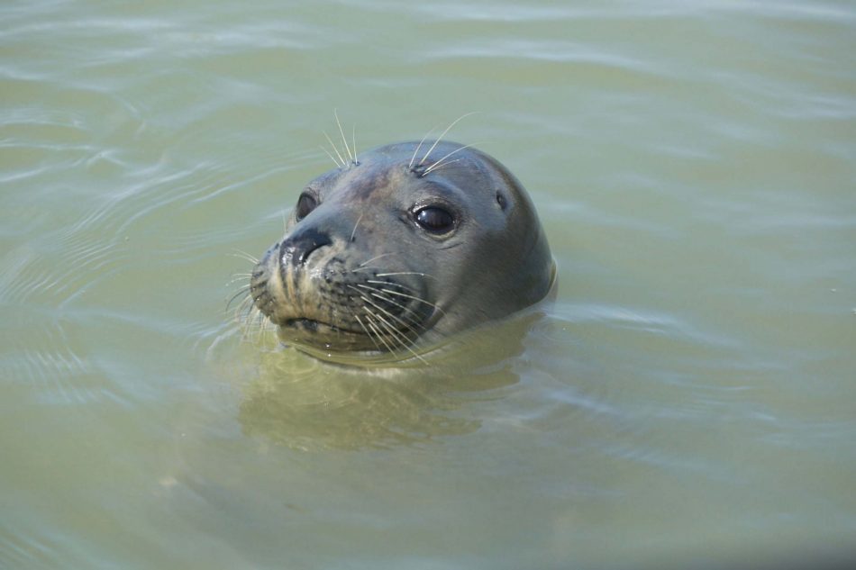 The River Thames was once declared biologically dead. Now it’s a haven for seals