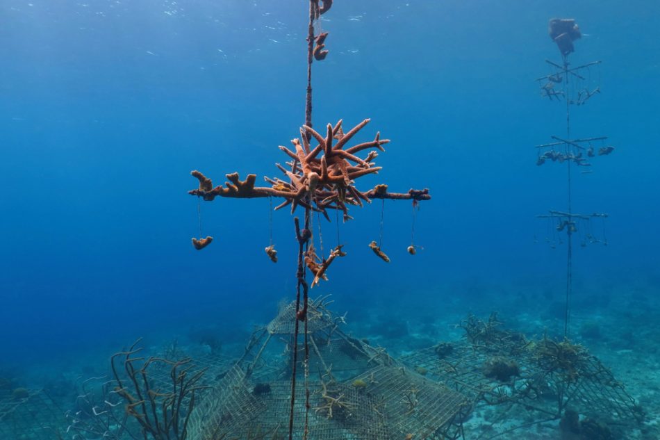 This is how conservationists are saving the world’s coral reefs