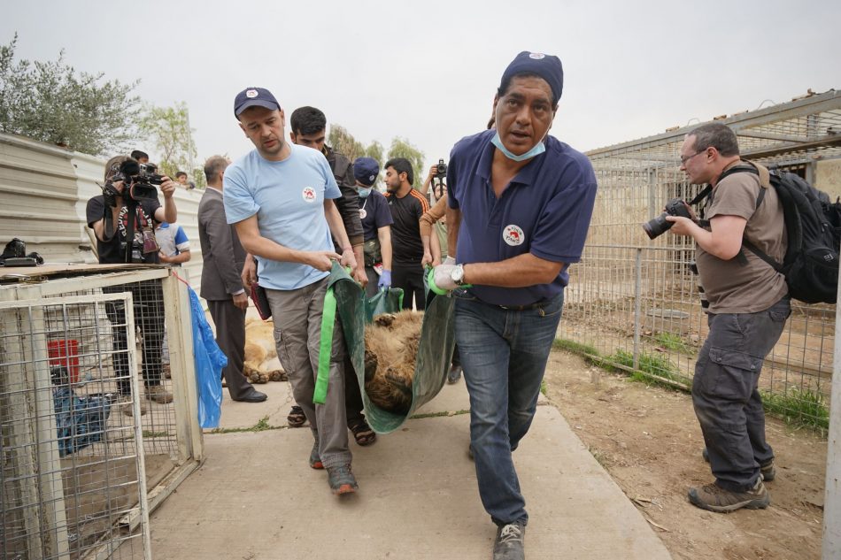 This veterinarian specializes in rescuing animals from war-torn regions
