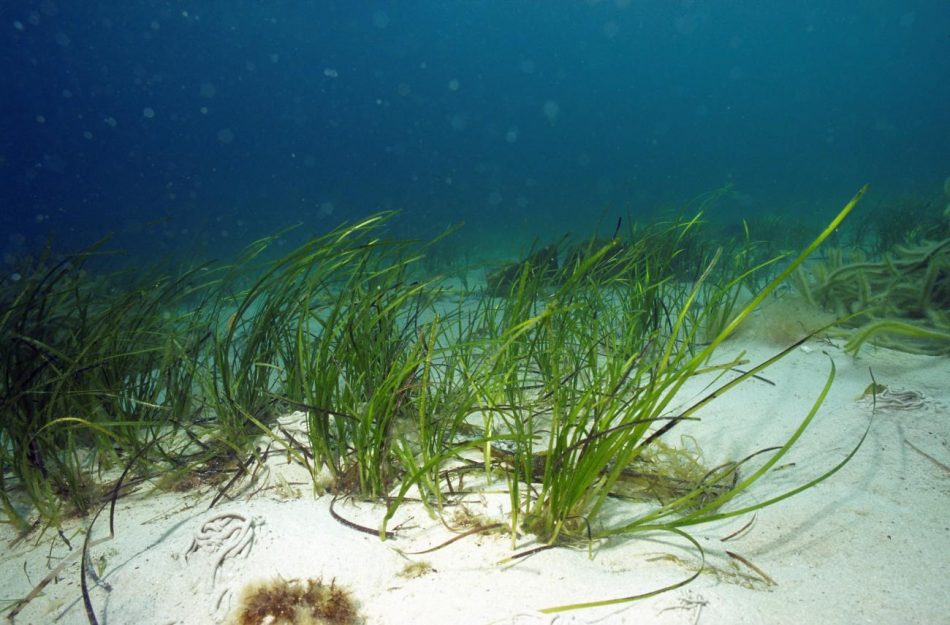 UK conservationists are restoring seagrass meadows to fight climate change