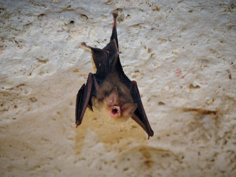 Why conservationists are giving these rare bats a manicure