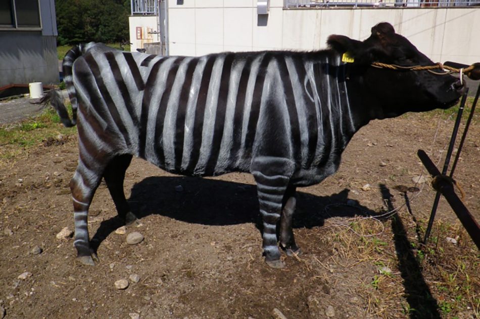 Apparently painting zebra stripes on cows stops flies from biting them