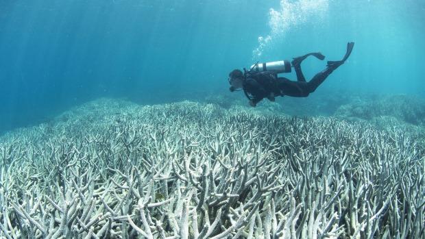 Climate policy a vote winner for most Australians in elections