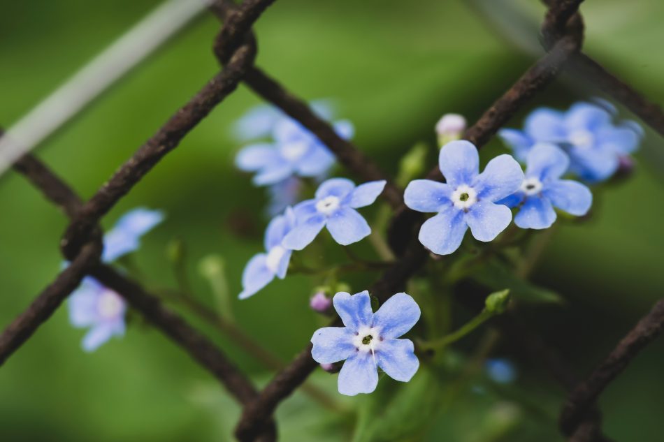 Kickstarter campaign repurposes plastic to spruce up chain link fences
