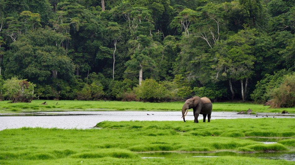 Norway to pay Gabon to protect its tropical rainforests