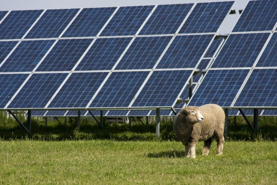 Solar panels are helping US farmers make ends meet