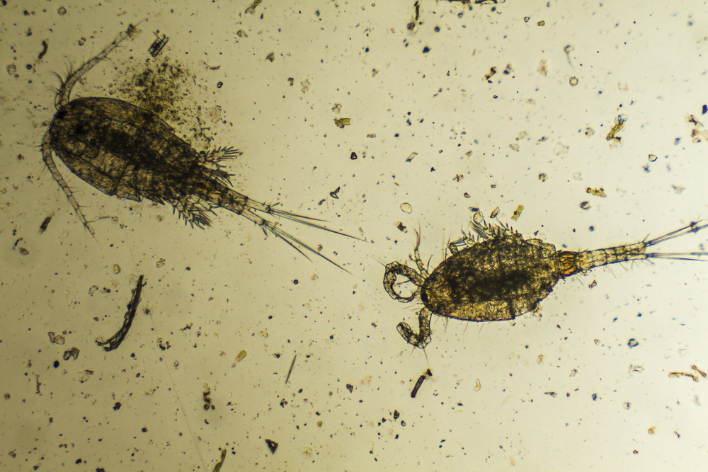 Study finds plankton are the key to carbon sequestration