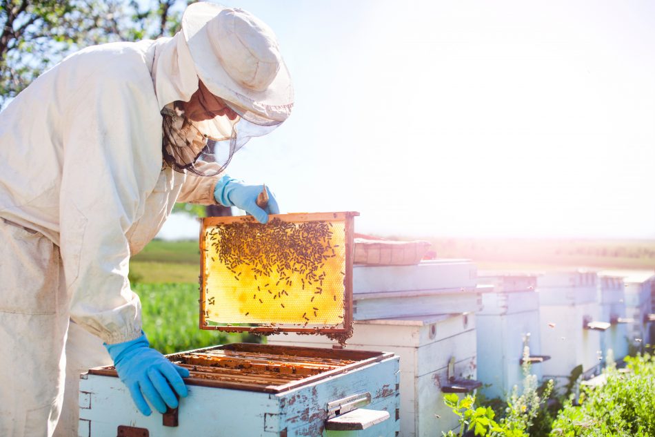These displaced coal miners are finding new, greener work in beekeeping