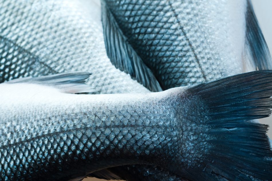 This biodegradable plastic alternative comes from a scaly sustainable source