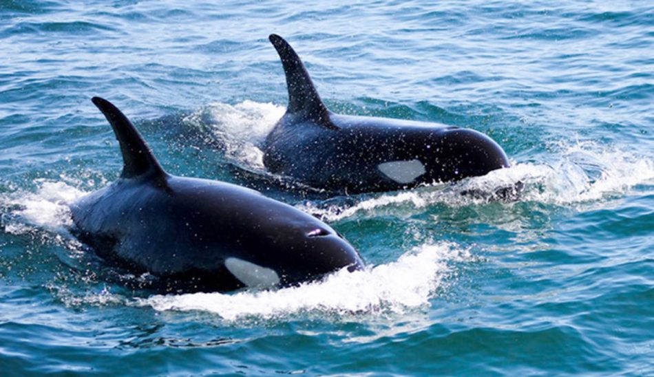 🐋 This new app could save whales in Puget Sound from boat strikes