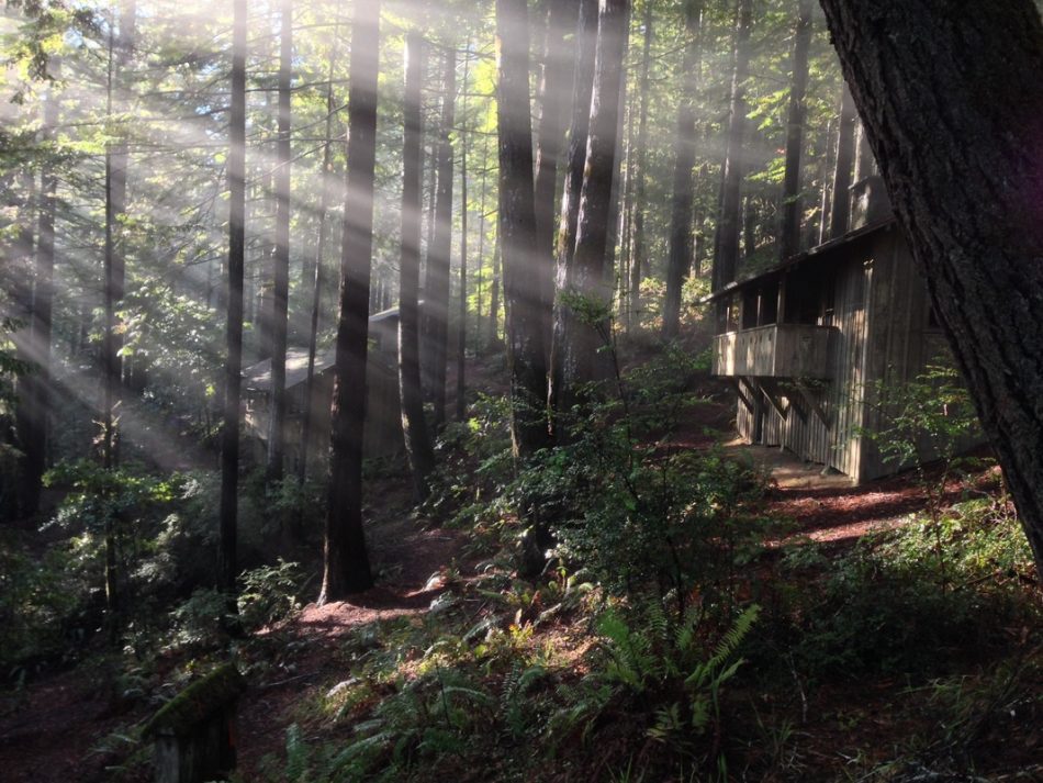 Under a new plan, Germany is enlisting its army to help rescue its forests