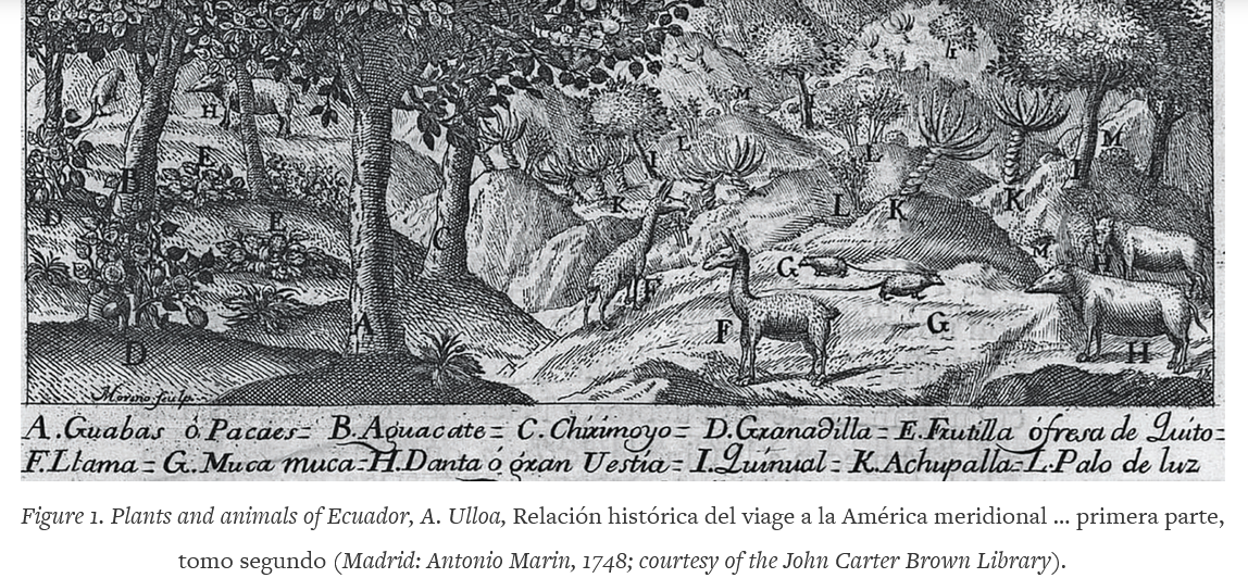 The 'Great Beast' (a tapir), Early Modern commodification, and circulation of 'wondrous' knowledge about Latin American animals
