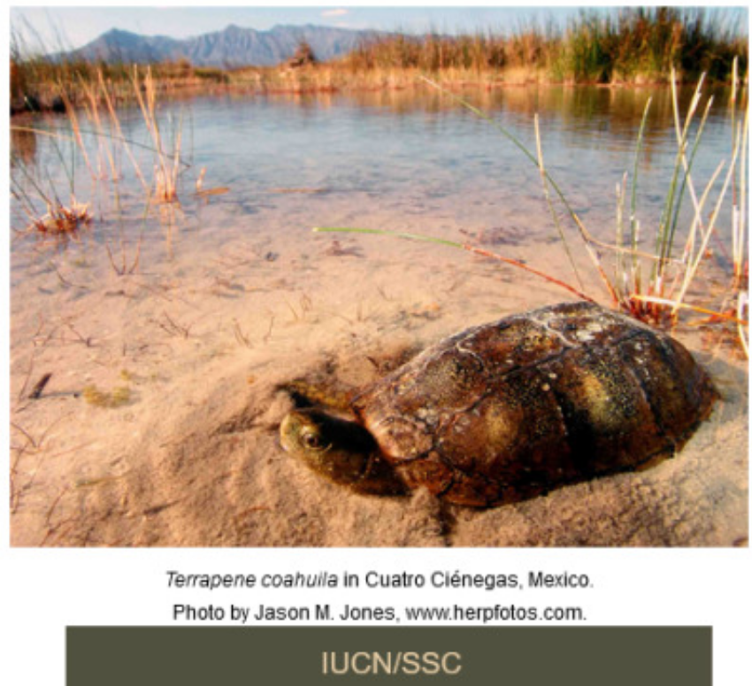 Dazzling ecological significance of 'Precambrian' oasis in the Chihuahuan Desert, endemic turtles, industrial agriculture, and the degradation of Cuatro Cienegas