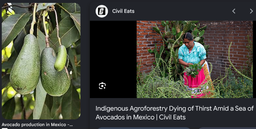 Guacamole and the spectacle of the US Super Bowl? Think about  the history of Purepecha people, NAFTA neocolonialism, and Michoacan's avocados