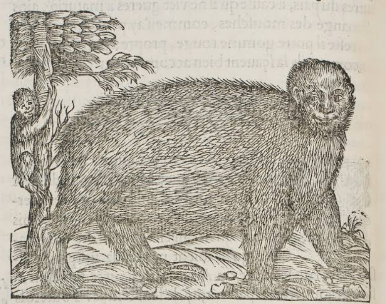 Contextualizing a joke about the first-ever European illustration of a sloth: Abigail Weinberg on race, gender, and exoticism in Early Modern idealization of New World natural history knowledge