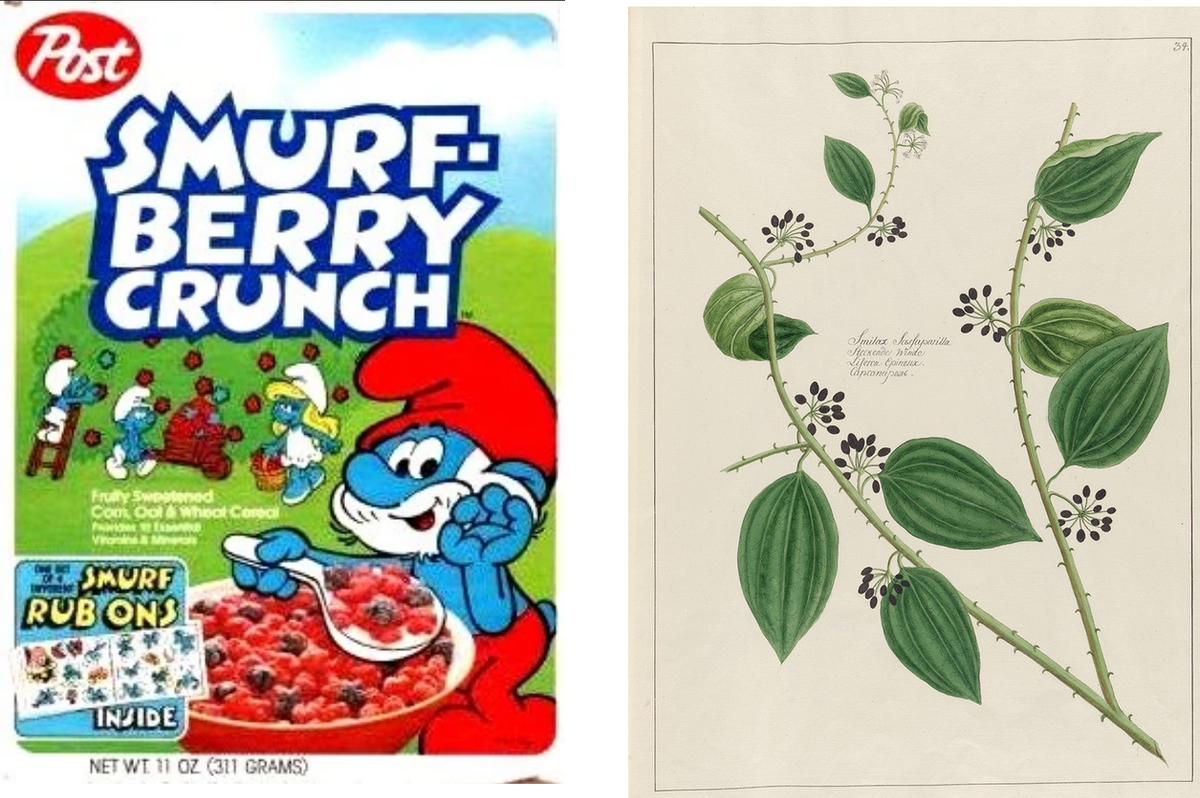 Are 'smurf-berries' real?: On the 'second transatlantic crossing' of sarsaparilla and Early Modern botanical knowledge