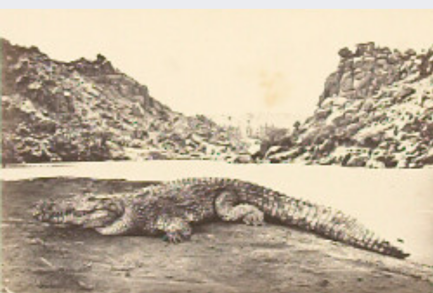 Racialization, "imperialist nostalgia," displacement, and rewriting the past at Zor al-Zarqa marshlands: Bentley on colonial zoology and a 'rhetorical historiography of the last Palestinian crocodile'