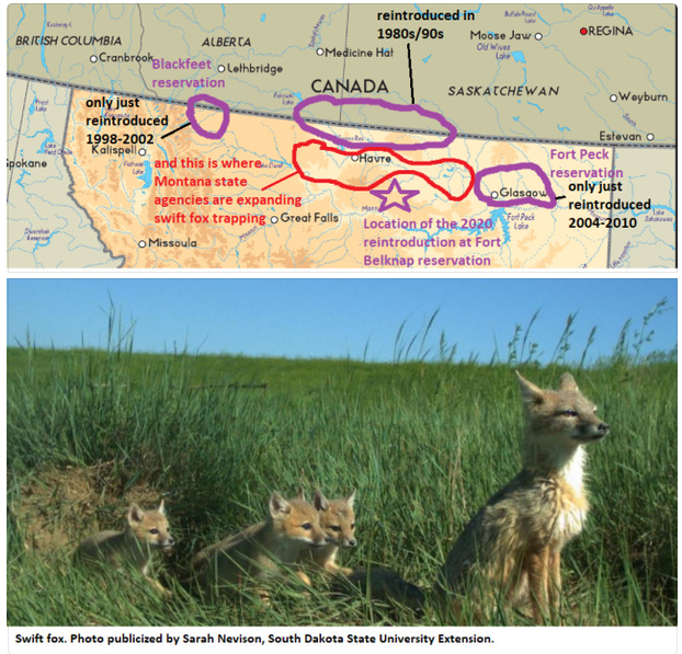 Assiniboine project to reintroduce swift fox and Montana's obstruction: Explaining recent news (with maps) on environment and extirpation in the Northern Plains
