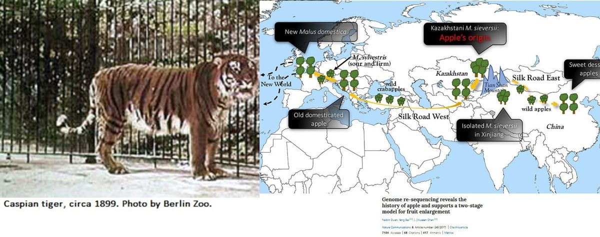 When we discuss extinct tigers do we also discuss the origins of modern apples?: An entangled Central Asian environmental history