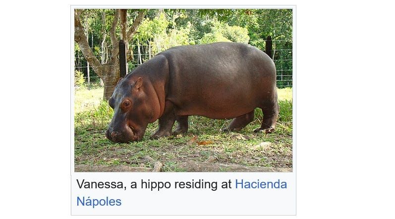 Escobar's hippos, Andean landscapes, and the meaning of 'natural'/'invasive' in the Anthropocene: Responding to message about Colombia