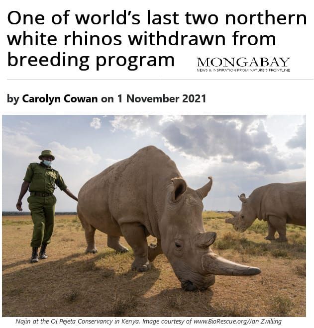 Rhinoceros near the Mediterranean?: Megafauna and Holocene extinctions (part 2 of 2)