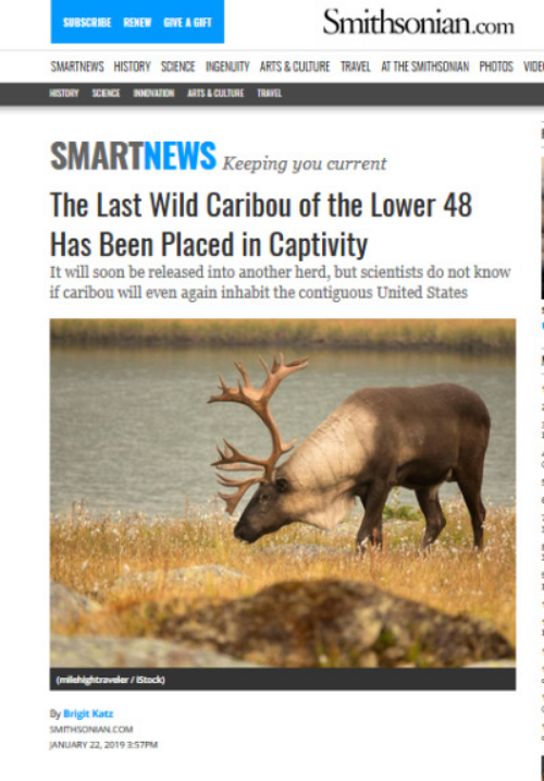 Sinixt dispossession and a "caribou rainforest" (part 1 of 4): Extinction of mountain caribou in the contiguous US, timeline recap from 2018-2020