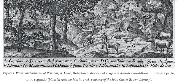 The 'Great Beast' (a tapir), Early Modern commodification, and circulation of 'wondrous' knowledge about Latin American animals