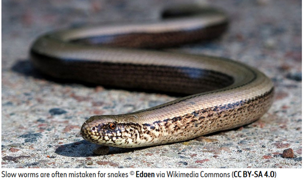 The unclear historical etymology of 'slow-worm': Medieval and contemporary names for a legless lizard