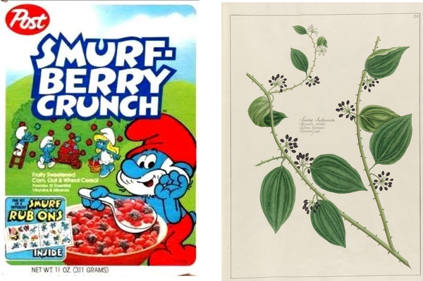 Are 'smurf-berries' real?: On the 'second transatlantic crossing' of sarsaparilla and Early Modern botanical knowledge