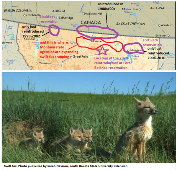 Assiniboine project to reintroduce swift fox and Montana's obstruction: Explaining recent news (with maps) on environment and extirpation in the Northern Plains