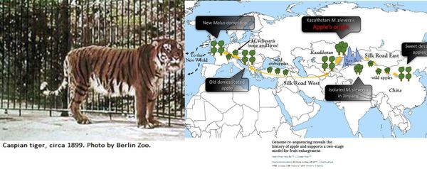 When we discuss extinct tigers do we also discuss the origins of modern apples?: An entangled Central Asian environmental history