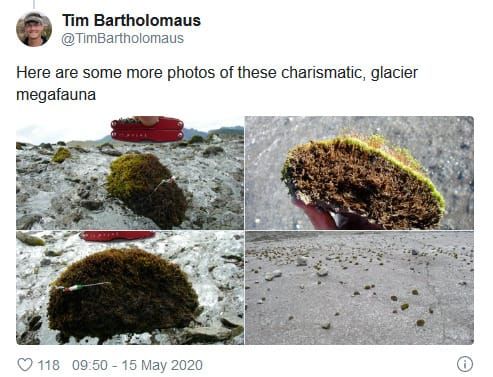 'Glacier mice' research, the 'love letter to moss' from Halloween 1950, and Kimmerer's 'revelation' of seeing plants