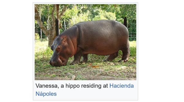 Escobar's hippos, Andean landscapes, and the meaning of 'natural'/'invasive' in the Anthropocene: Responding to message about Colombia